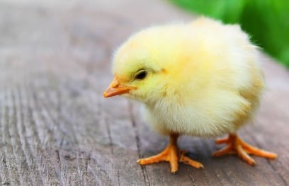 baby chick on a wooden table