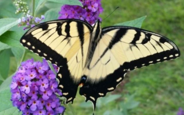 Butterfly.